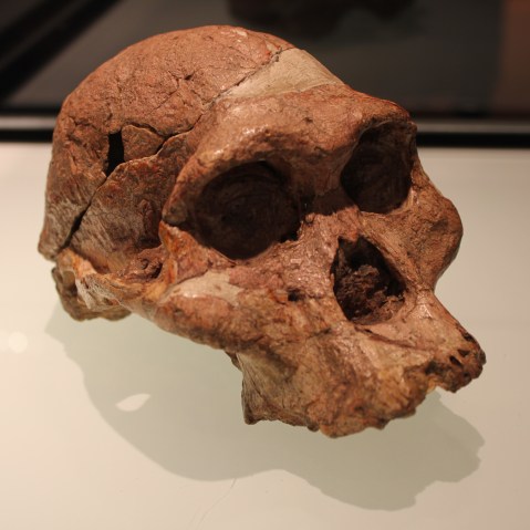 Mrs Ples - The Cradle of Humankind